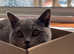 Dog and cat microchipping
