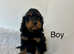 4 lovely cockapoo ready soon