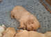 Labour  pup's i