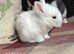 Super cute, friendly fluff balls!