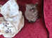Gorgeous rare coloured chocolate brown british shorthair