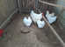 WHITE ORPINGTON HATCHING EGGS......X6......LARGE FOWL