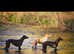 Kc reg whippet litter work/pet/show