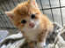 Most stunning kittens