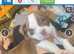 American bully pups!!