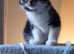 Female kitten
