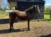 Beautiful buckskin filly