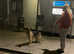 6 month old female German shephard