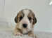 6 stunning coloured Cockapoos puppies