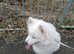 Female Samoyed 4 year old.
