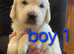 First CLASS Kc Golden retriever