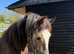 Beautiful buckskin filly