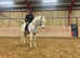 14.2hh well bred Connemara , school master