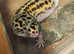 Lepard Gecko for good home