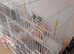 2 zebra Finches male and female
