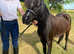 American Miniature Black Beauty