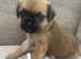 PUG X READY TO LEAVE