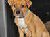 Female bullmastiff