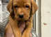 Fox red health checked Labrador pups