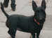 5 year old Scottish terrier bitch