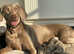 Weimaraner puppies, 6 boys & 2 girls