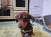 Gorgeous Dachshund Pup for sale
