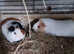 Pair of young guinea pigs