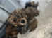 Yorkshire terrier puppys