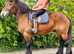 Gorgeous 15.2 Ardennes riding mare
