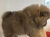 Male chow chow puppie