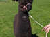 Alpacas for Sale - Halter trained & Breeding Females & Pets | North Wales