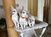 SIAMESE ADORABLE KITTENS