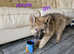German shepherd puppies
