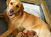 Champion Bloodline KC Labrador Retriever Puppies
