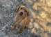 9 week old springador puppy's looking for there forever homes