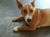 English bull terrier/staffy female