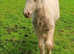 Handsome Yearling Cob Gelding