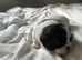 Stunning Pekingese Puppies
