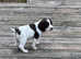 English springer spaniel puppies
