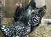 Silver Laced Wyandotte female pullets for sale
