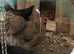 2 Brahma chickens for sale