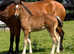 Outstanding filly foal