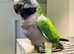 Beautiful Baby Derbyan Talking parrot