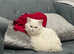 Beautiful Turkish Angora Male
