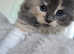 Maine coon ragdoll kittens