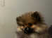 Beautiful Pomeranian cross Puppies