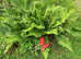 FREE PLANTS Native Foxgloves & Flag Iris