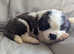 St Bernard puppies (1 reserved)