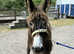 Trio of donkeys - Home saught