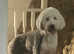 Old English Sheepdog pups 1 boy 1 girl left